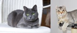Russian Blue vs Jungle-Curl - Breed Comparison
