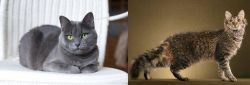 Russian Blue vs LaPerm - Breed Comparison