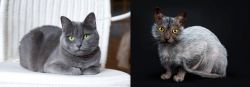 Russian Blue vs Lykoi - Breed Comparison
