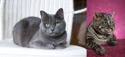 Russian Blue vs Machbagral - Breed Comparison