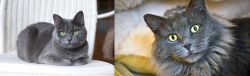 Russian Blue vs Nebelung - Breed Comparison