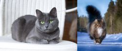 Russian Blue vs Norwegian Forest Cat - Breed Comparison
