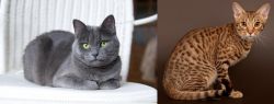 Russian Blue vs Ocicat - Breed Comparison