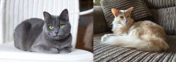 Russian Blue vs Oriental Longhair - Breed Comparison
