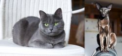 Russian Blue vs Oriental Shorthair - Breed Comparison