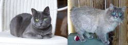 Russian Blue vs Owyhee Bob - Breed Comparison