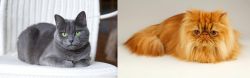 Russian Blue vs Persian - Breed Comparison