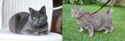Russian Blue vs Pixie-bob - Breed Comparison