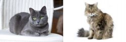 Russian Blue vs Ragamuffin - Breed Comparison