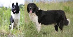Russo-European Laika vs Bulgarian Shepherd - Breed Comparison