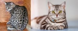 Safari vs American Shorthair - Breed Comparison