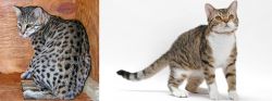 Safari vs American Wirehair - Breed Comparison