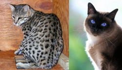 Safari vs Applehead Siamese - Breed Comparison