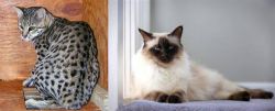 Safari vs Balinese - Breed Comparison