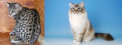 Safari vs Birman - Breed Comparison