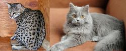 Safari vs British Semi-Longhair - Breed Comparison
