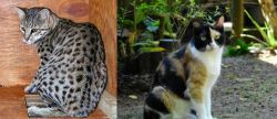 Safari vs Calico - Breed Comparison