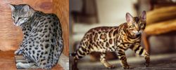 Safari vs Cheetoh - Breed Comparison