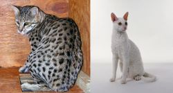 Safari vs Cornish Rex - Breed Comparison