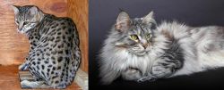 Safari vs Domestic Longhaired Cat - Breed Comparison