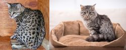 Safari vs Domestic Mediumhair - Breed Comparison