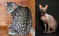 Safari vs Don Sphynx - Breed Comparison