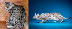 Safari vs Egyptian Mau - Breed Comparison