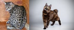 Safari vs Japanese Bobtail - Breed Comparison