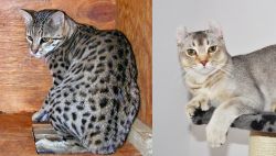 Safari vs Jungle-Curl - Breed Comparison