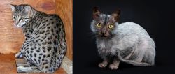 Safari vs Lykoi - Breed Comparison