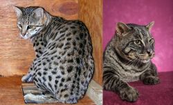 Safari vs Machbagral - Breed Comparison