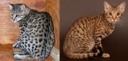 Safari vs Ocicat - Breed Comparison