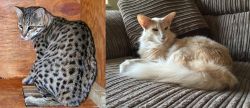 Safari vs Oriental Longhair - Breed Comparison