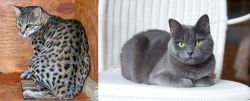 Safari vs Russian Blue - Breed Comparison