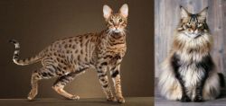 Savannah vs American Longhair - Breed Comparison