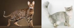 Savannah vs Asian Semi-Longhair - Breed Comparison
