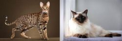 Savannah vs Balinese - Breed Comparison