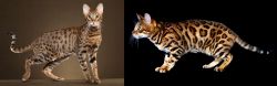 Savannah vs Bengal - Breed Comparison