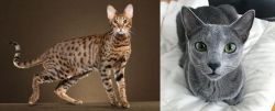 Savannah vs Blue Russian - Breed Comparison
