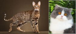 Savannah vs British Longhair - Breed Comparison