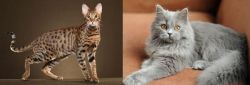 Savannah vs British Semi-Longhair - Breed Comparison