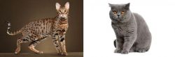 Savannah vs British Shorthair - Breed Comparison