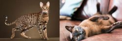 Savannah vs Burmese - Breed Comparison