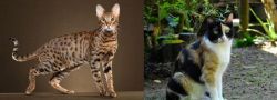 Savannah vs Calico - Breed Comparison