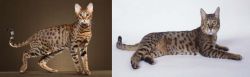 Savannah vs California Spangled Cat - Breed Comparison