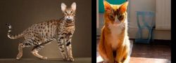 Savannah vs Chausie - Breed Comparison
