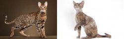Savannah vs Devon Rex - Breed Comparison