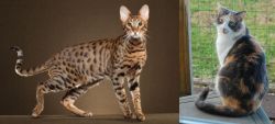 Savannah vs Dilute Calico - Breed Comparison
