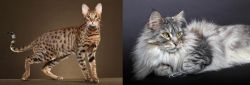 Savannah vs Domestic Longhaired Cat - Breed Comparison