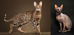 Savannah vs Don Sphynx - Breed Comparison